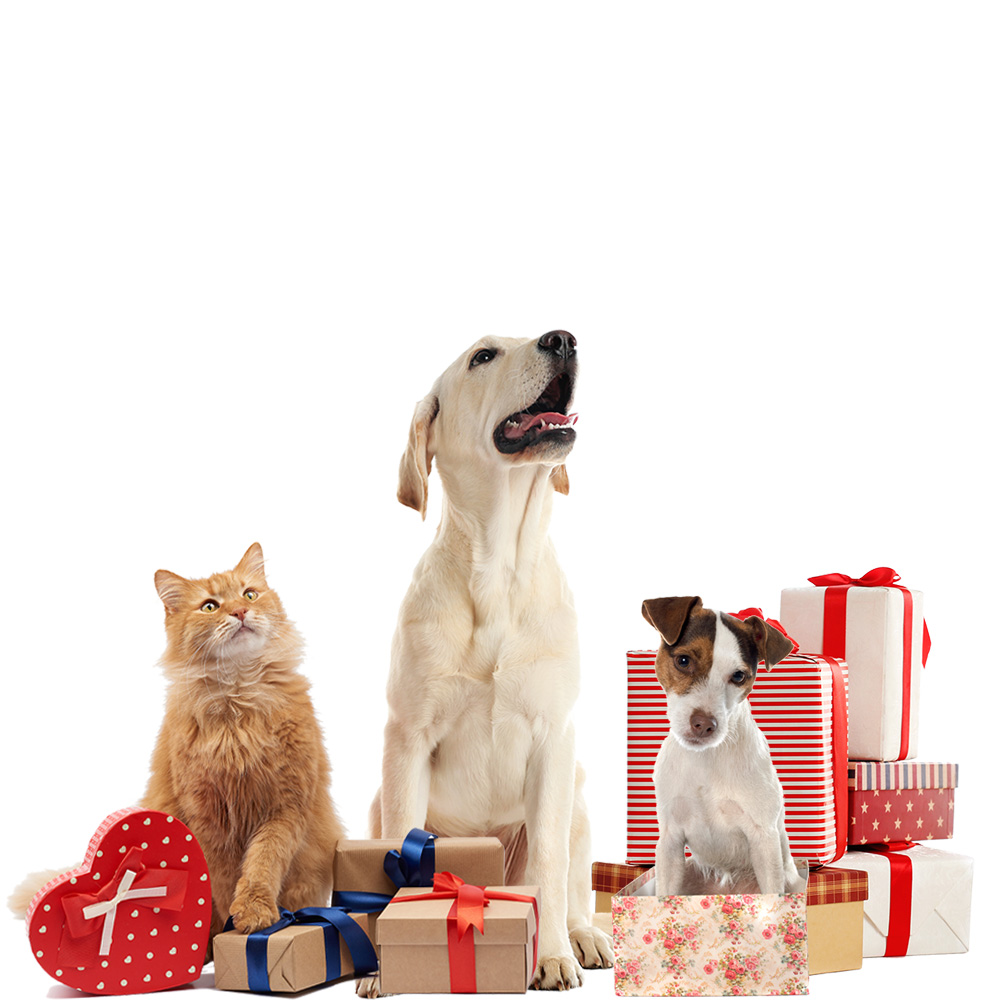 Geschenke-Haustiere